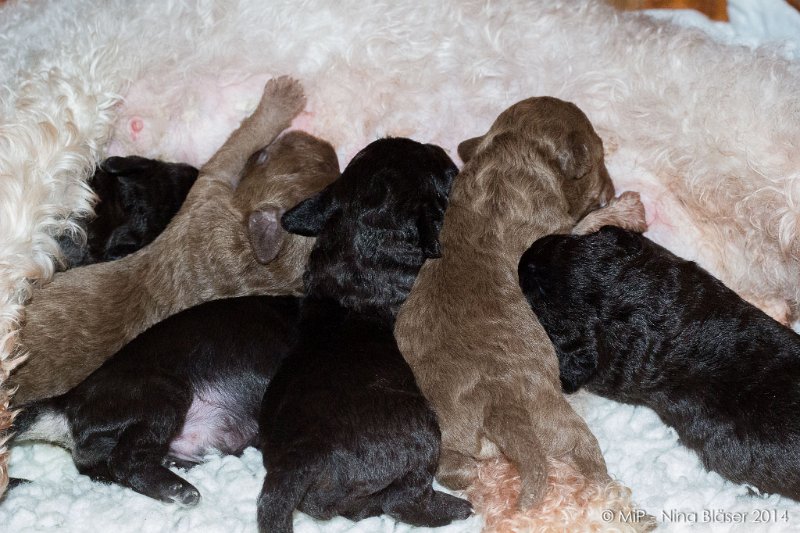 2014-02-09 Welpen Svet & Ruby-1649.jpg - Day 7